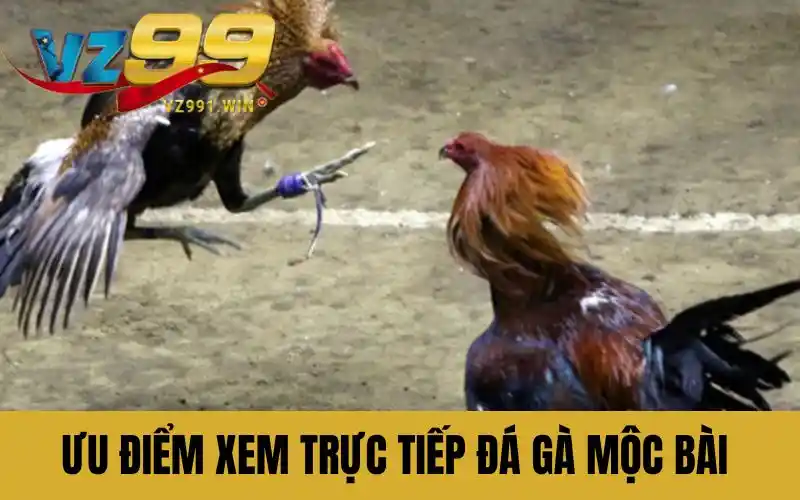 Ưu điểm xem trực tiếp đá gà mộc bài